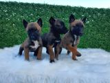 Safkan Irk Belçika Malinois Irkı Yavrularımız