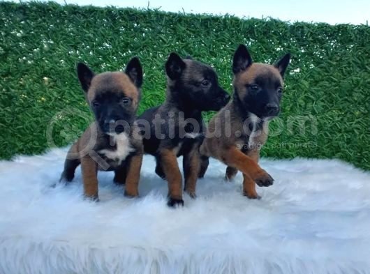 Safkan Irk Belçika Malinois Irkı Yavrularımız görsel
