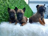 Safkan Irk Belçika Malinois Irkı Yavrularımız