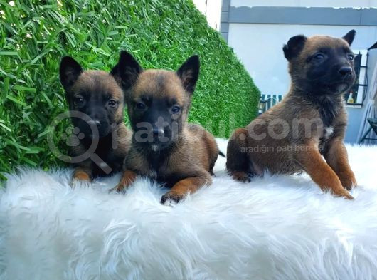 Safkan Irk Belçika Malinois Irkı Yavrularımız görsel