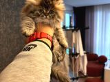 55 Günlük Exotic Renk Erkek Chinchilla Yavrumuz