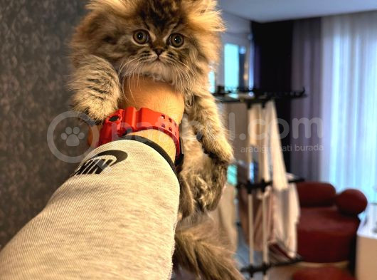 55 Günlük Exotic Renk Erkek Chinchilla Yavrumuz görsel