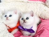 Degerını Bilene Maviş Ns1133 British Shorthair