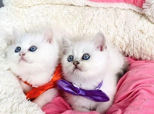 Degerını Bilene Maviş Ns1133 British Shorthair görsel