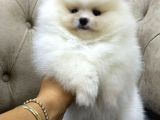 Orjinal dişi pomeranian