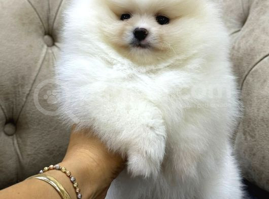 Orjinal Dişi Pomeranian