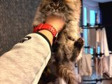55 Günlük Exotic Renk Erkek Chinchilla Yavrumuz