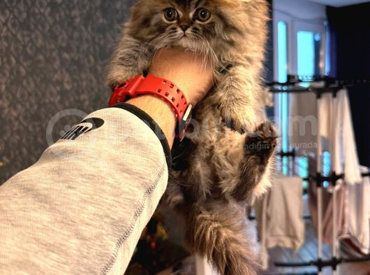 55 Günlük Exotic Renk Erkek Chinchilla Yavrumuz görsel