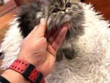 55 Günlük Exotic Renk Erkek Chinchilla Yavrumuz
