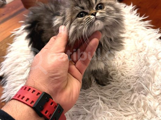 55 Günlük Exotic Renk Erkek Chinchilla Yavrumuz görsel