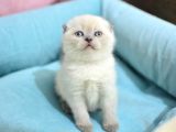Pamuk Tüylü Blue Point Scottish Fold Yavrumuz