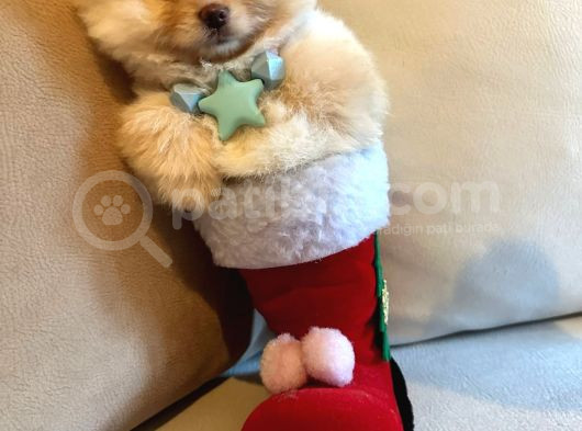 Show Kalite Teddybear Dişiler