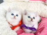 Degerını bilene maviş NS1133 british shorthair