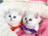 Degerını Bilene Maviş Ns1133 British Shorthair