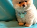 Show Kalite Teddybear Dişiler