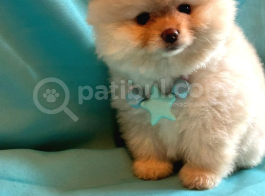 Show Kalite Teddybear Dişiler görsel