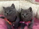 Ayı Suratlı Blue Brıtısh Shorthair Bebekleirm