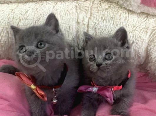 Ayı Suratlı Blue Brıtısh Shorthair Bebekleirm görsel