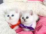 Degerını Bilene Maviş Ns1133 British Shorthair