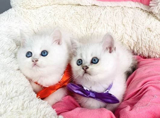 Degerını Bilene Maviş Ns1133 British Shorthair görsel