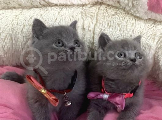 Ayı Suratlı Blue Brıtısh Shorthair Bebekleirm görsel
