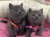 Ayı Suratlı Blue Brıtısh Shorthair Bebekleirm