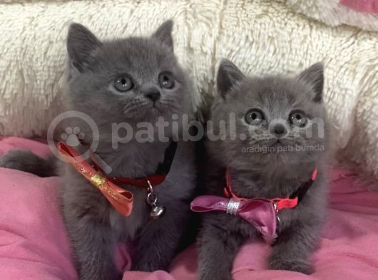 Ayı Suratlı Blue Brıtısh Shorthair Bebekleirm görsel