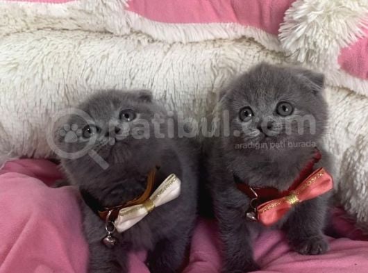 Ayı Suratlı Blue Scotısh Fold Bebeklerım görsel