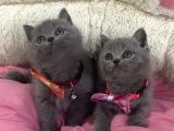 Ayı Suratlı Blue Brıtısh Shorthair Bebekleirm