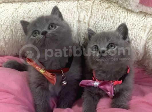Ayı Suratlı Blue Brıtısh Shorthair Bebekleirm görsel