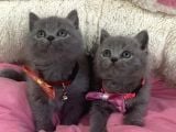 Ayı suratlı blue brıtısh shorthair bebekleirm