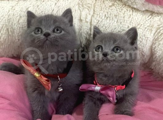 Ayı Suratlı Blue Brıtısh Shorthair Bebekleirm