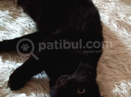 Kara Kuzu Güzel Bi Aile Bekliyor görsel