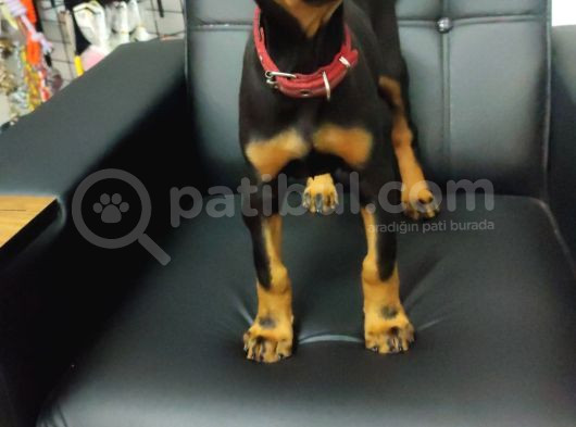 Safkan Eğitimli King Doberman Yavrularımız görsel