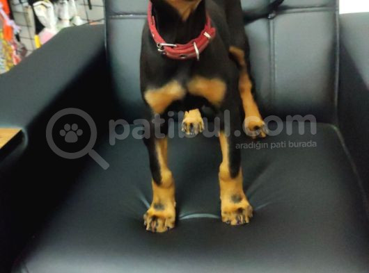 Safkan Eğitimli King Doberman Yavrularımız