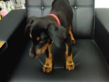 Safkan Eğitimli King Doberman Yavrularımız