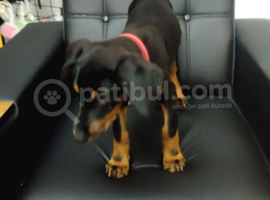 Safkan Eğitimli King Doberman Yavrularımız görsel