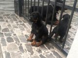 Orijinal Estetikli Ve Estetiksiz Doberman Yavrular