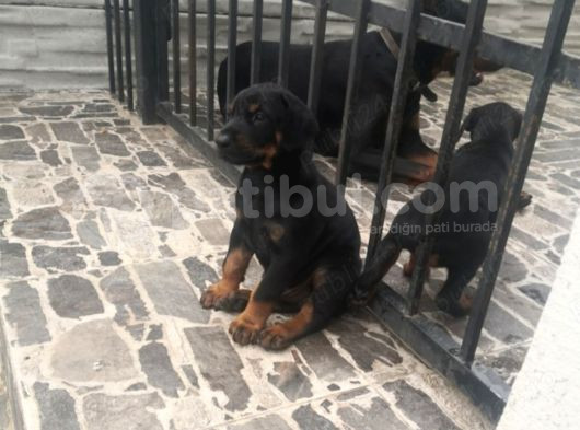 Orijinal Estetikli Ve Estetiksiz Doberman Yavrular görsel