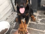 Orijinal Estetikli Ve Estetiksiz Doberman Yavrular