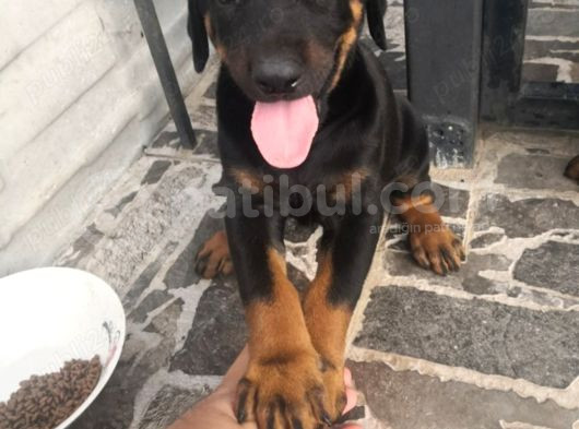Orijinal Estetikli Ve Estetiksiz Doberman Yavrular görsel