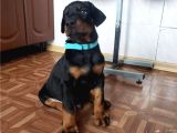 Orijinal estetikli ve estetiksiz Doberman yavrular