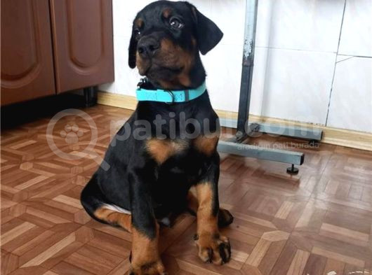 Orijinal Estetikli Ve Estetiksiz Doberman Yavrular