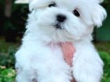 Mini Boy Maltese Yavrular