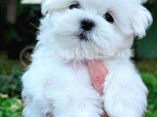Mini Boy Maltese Yavrular görsel
