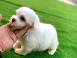 Mini Boy Maltese Yavrular