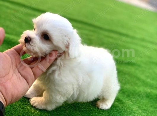 Mini Boy Maltese Yavrular görsel
