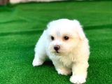 Mini boy maltese yavrular
