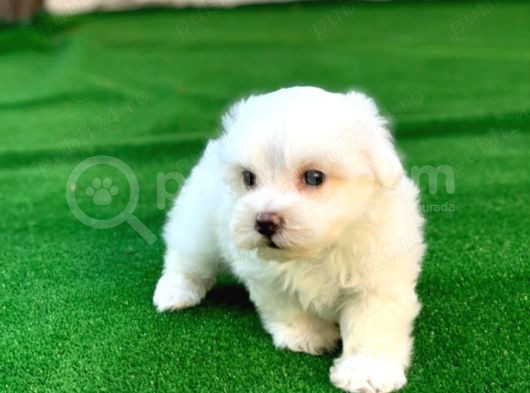 Mini Boy Maltese Yavrular