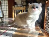 Golden British Shorthair Ny12 Yavrular Wcf Kayıtlı